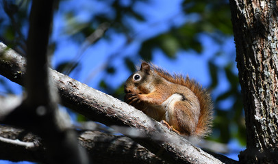 Squirrel eating an acorn in the morning