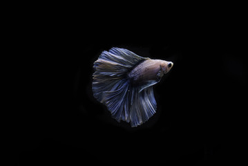 Thai betta fish in the black background.They are beautiful fighters. Thai betta fish in the black background.They are beautiful fighters.