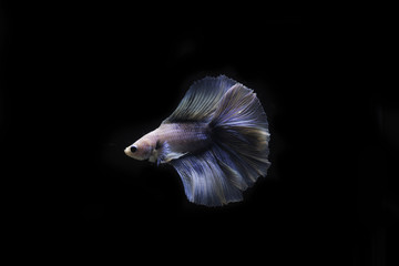 Thai betta fish in the black background.They are beautiful fighters. Thai betta fish in the black background.They are beautiful fighters.
