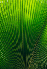 Leaf Texture -Green Palm Tree Leaf