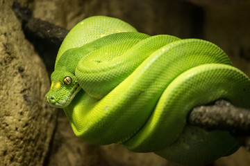 Green snake
