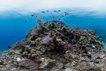 Fototapeta na wymiar Reefscape in GBR