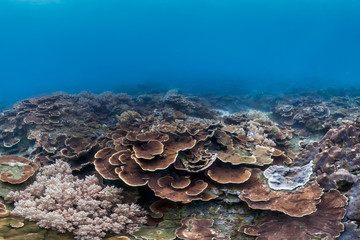 Helathy coral in Taiwan