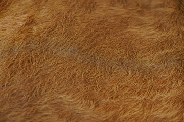 Animal hair of fur cow leather texture background.Natural Fluffy brown cowhide skin.