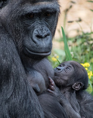 Mother and baby gorilla