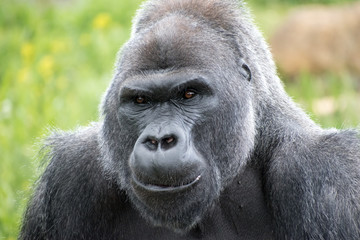 Silver back gorilla  © Ben