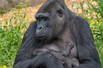 Mother and baby gorilla