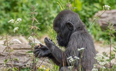 Obraz premium Baby gorilla