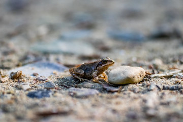 Laubfrosch auf dem Waldboden