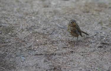 young robin bird