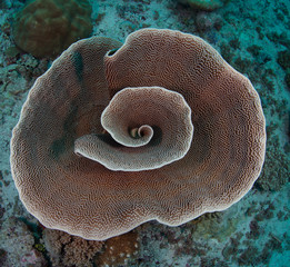 birds eye of healthy spiral coral