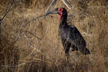 Fototapeta premium Southern ground hornbill
