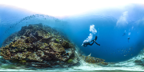 Sea turtle in underwater