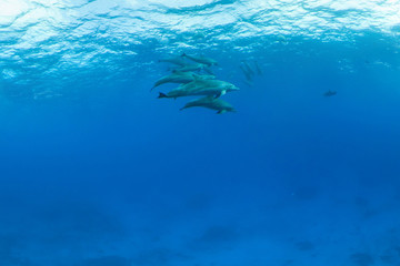 Fototapeta na wymiar Bottlenose dolphins swim in pack