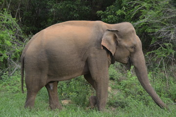 elephant