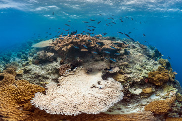 Bleaching coral in australia