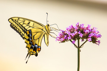 蜜を吸うアゲハ蝶