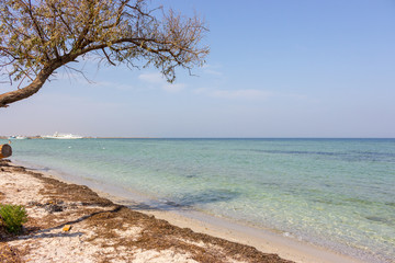 Old tree on seaside against white boat on sunny day. Tropical paradise concept. Sand beach with seaweed and tree with shadow in sea bay. Relaxation and resort concept. 