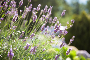 Bushes of lavender are lilac, violet, purple. Flowers are blooming in spring and summer at sunset in town street garden and fields outdoor.