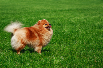 The dog breed pomeranian spitz