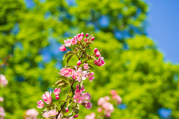 Pink apple flower blooming with blue sky and bokeh background. Natural background.