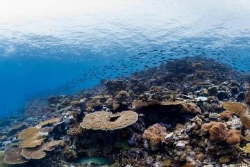 School of fish in chagos islands