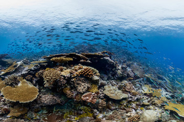school of fish in chagos