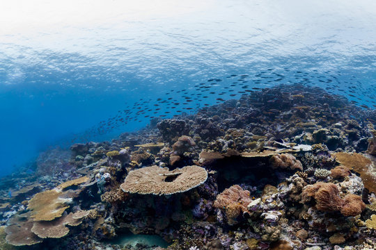 School of fish in chagos islands