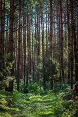 Fototapeta na wymiar gęsty las iglasty z poszyciem paprociami