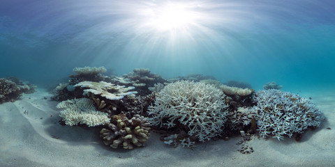 Bleaching coral in the Maldives