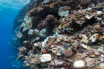 Coral bleaching in the GBR