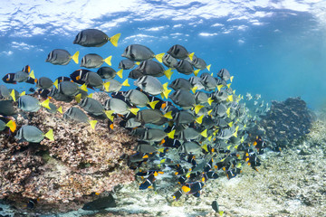 Yellowtail Surgeonfish school in the Galapagos