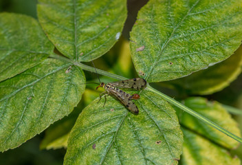 wojsiłka pospolita (Pannorpa communis) na zielonej roślinie