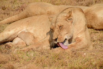 Fototapeta na wymiar Lioness grooming