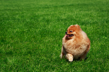 the dog breed pomeranian spitz