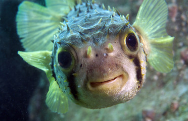 Porcupine fish smiles at camera underwater with big eyes - obrazy, fototapety, plakaty
