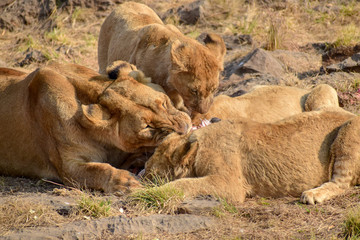 Lion family eating