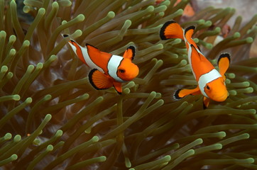 two clownfish in anemone