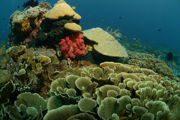 Healthy lettuce coral