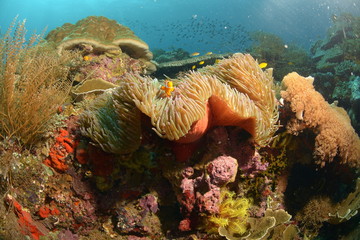 Healthy reef with clown fish