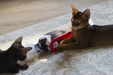 Abyssinian red cat playing on the floor