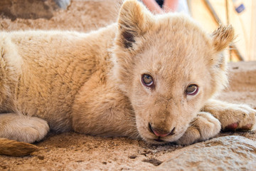 Lion cub