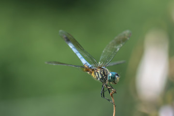 Fototapeta na wymiar dragonfly on leaf
