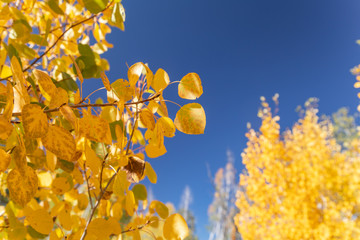 Aspens Leaves in Fall