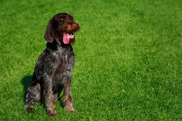 The dog breed Drahthaar
