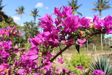 pink flower