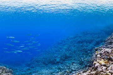 Naklejka na ściany i meble American Samoa reef scene