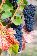 Czech agriculture and farming - autumnal  ripe blue grapes on the vineyard