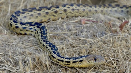 snake in dry grass