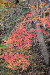 Fall Colors C&O Canal Washington